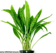 Cryptocoryne Balansae